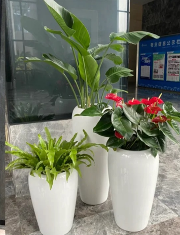 奉化绿植租摆销售-北仑办公室花木租赁-杭州湾绿植租赁商家-宁波花卉租赁公司选择